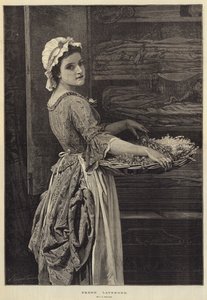 Świeża Lawenda